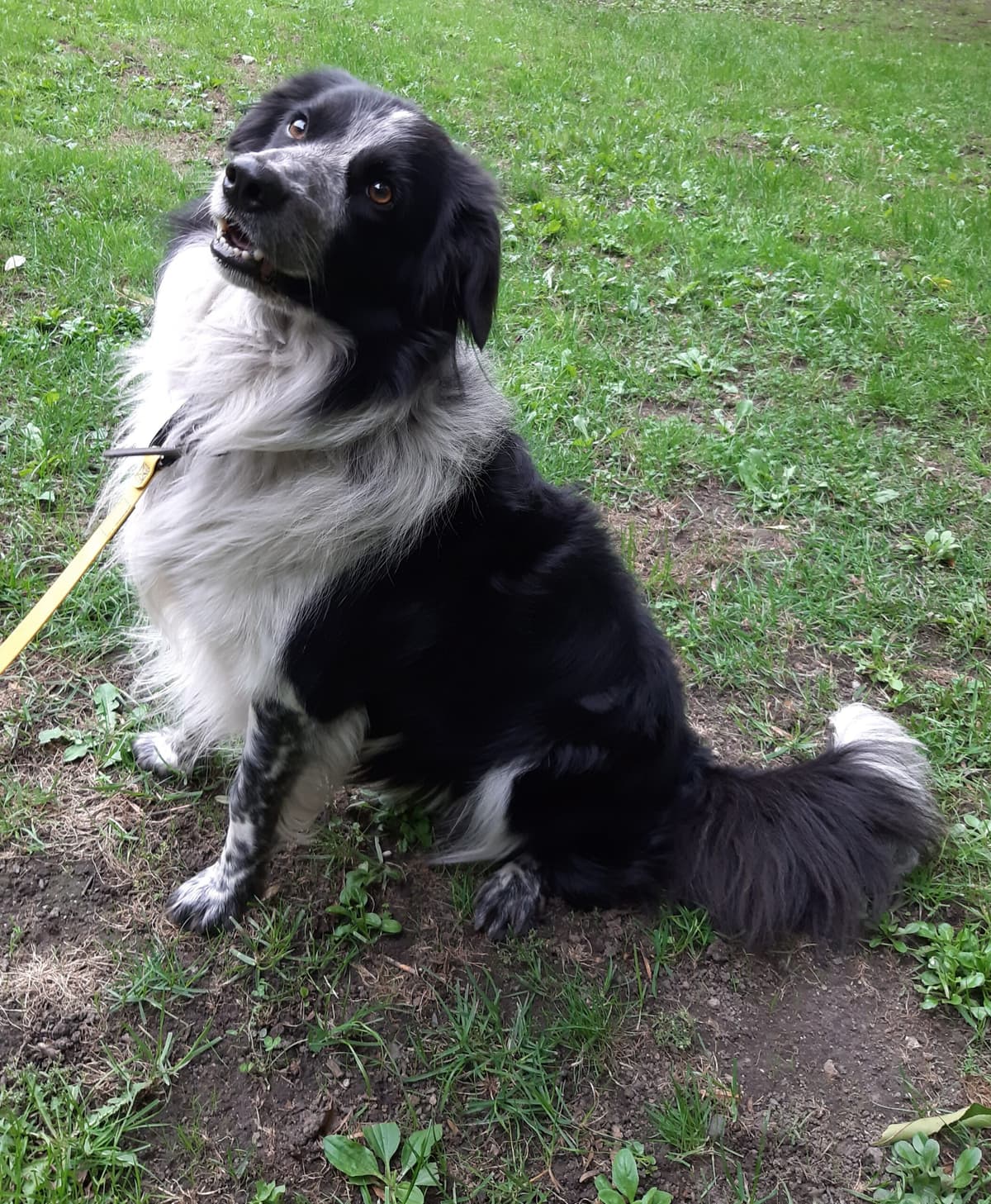 Odin - Border Collie - Bild 4