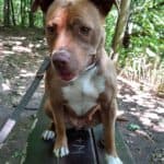 Stella - American Staffordshire Terrier - Bild 25
