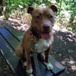 Stella - American Staffordshire Terrier - Bild 23