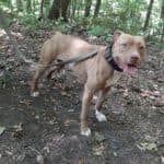 Stella - American Staffordshire Terrier - Bild 19