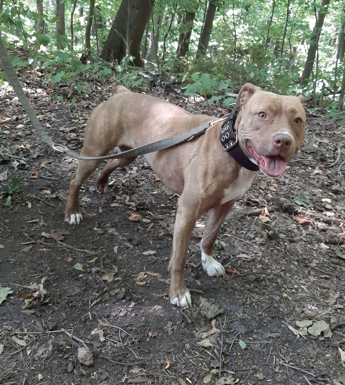 Stella - American Staffordshire Terrier - Bild 18