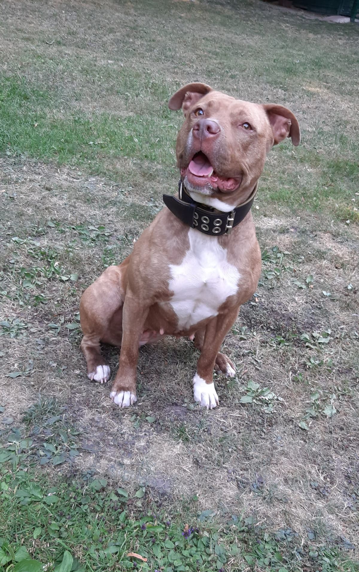 Stella - American Staffordshire Terrier - Bild 12