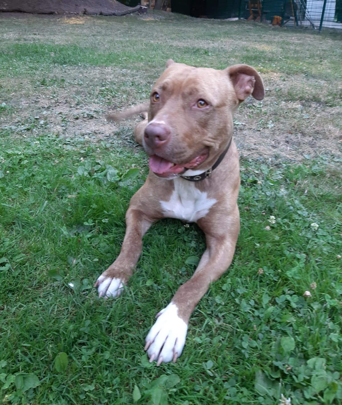 Stella - American Staffordshire Terrier - Bild 2