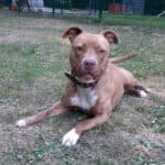 Stella - American Staffordshire Terrier - Bild 9