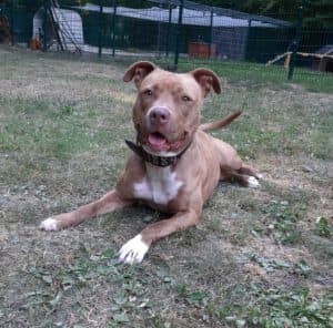 Stella - American Staffordshire Terrier - Bild 1
