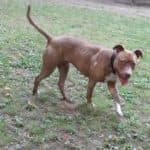 Stella - American Staffordshire Terrier - Bild 5