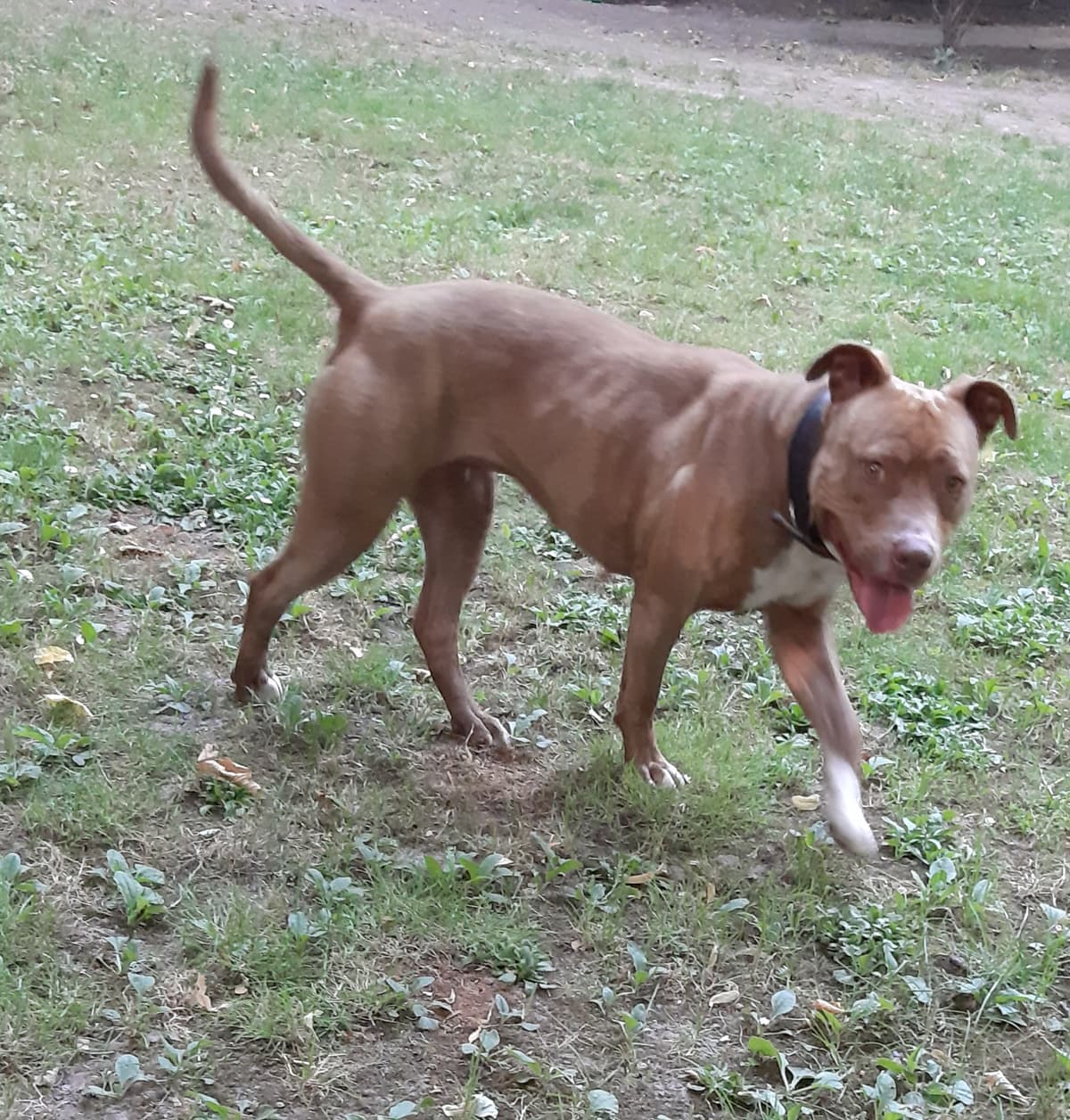 Stella - American Staffordshire Terrier - Bild 4