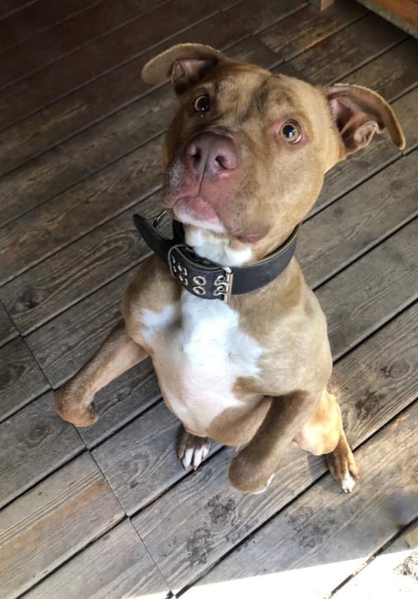 Stella - American Staffordshire Terrier - Bild 16