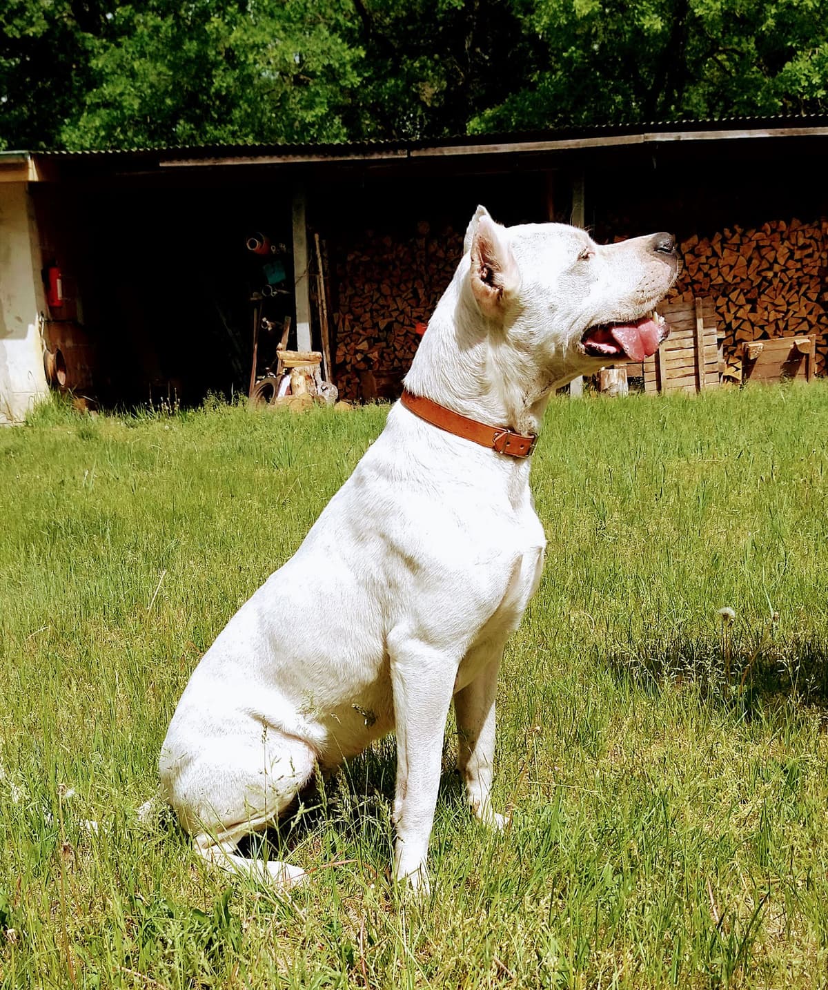 Evita - Dogo Argentino - Bild 2