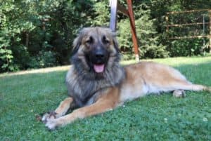 Joey - Zentralasiatischer Owtscharka - Bild 1