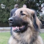 Joey - Zentralasiatischer Owtscharka - Bild 7