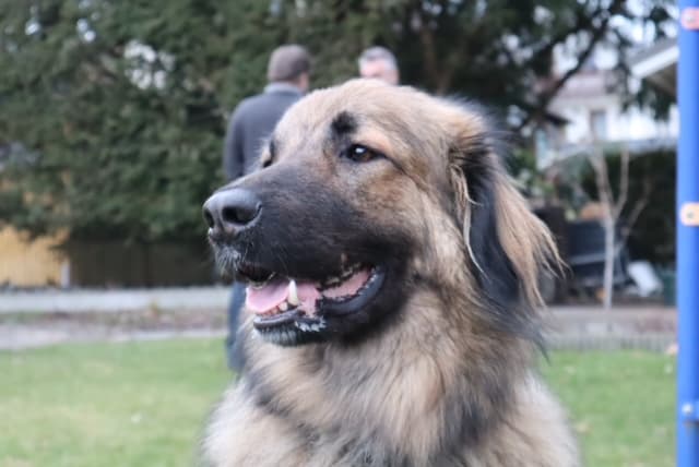 Joey - Zentralasiatischer Owtscharka - Bild 6
