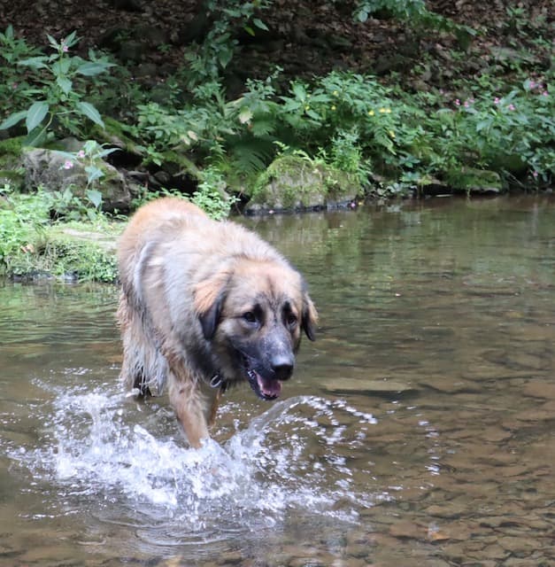 Joey - Zentralasiatischer Owtscharka - Bild 8