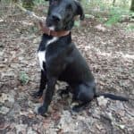 Aiko - Labrador Retriever - Bild 13