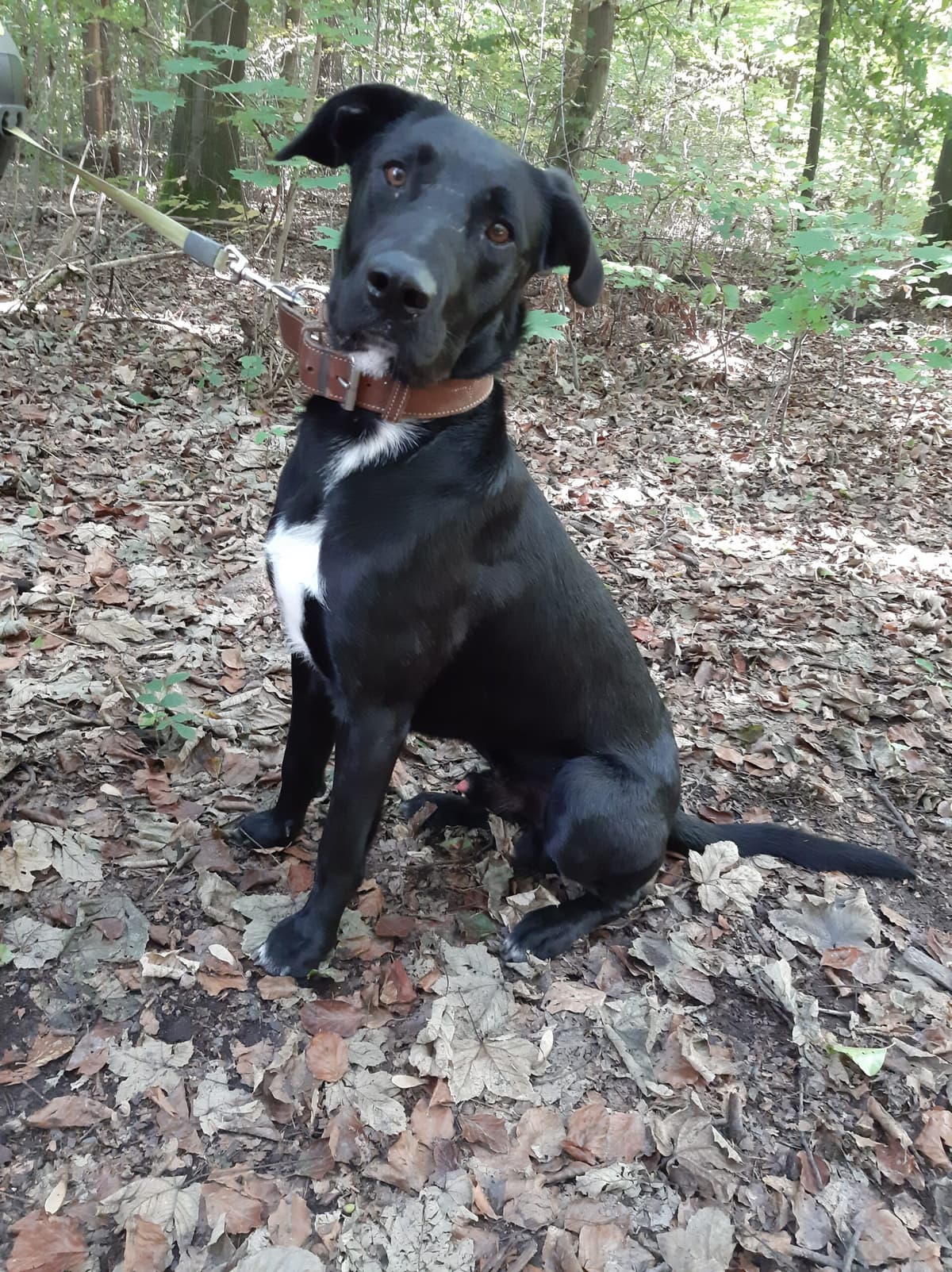 Aiko - Labrador Retriever - Bild 12