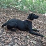 Aiko - Labrador Retriever - Bild 11