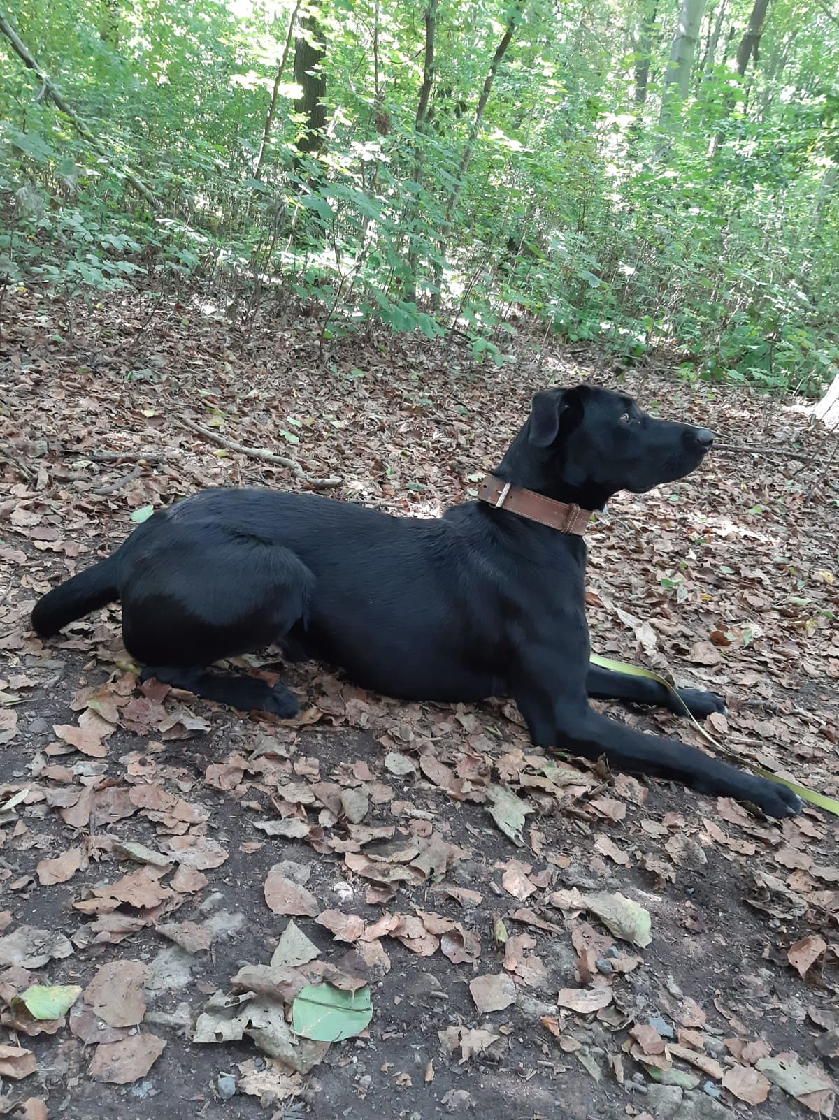 Aiko - Labrador Retriever - Bild 10