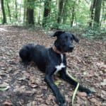 Aiko - Labrador Retriever - Bild 9