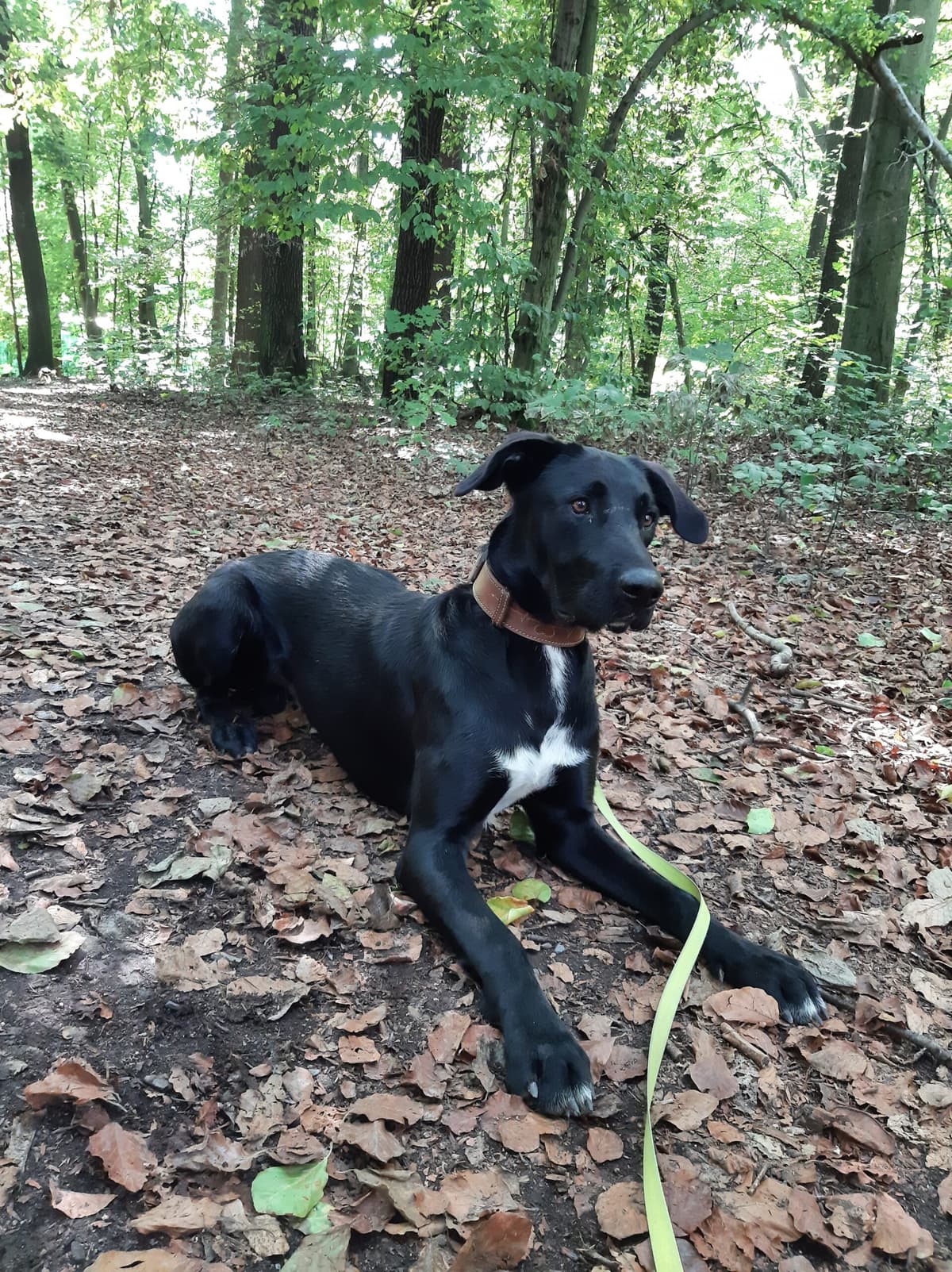 Aiko - Labrador Retriever - Bild 8