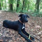 Aiko - Labrador Retriever - Bild 3
