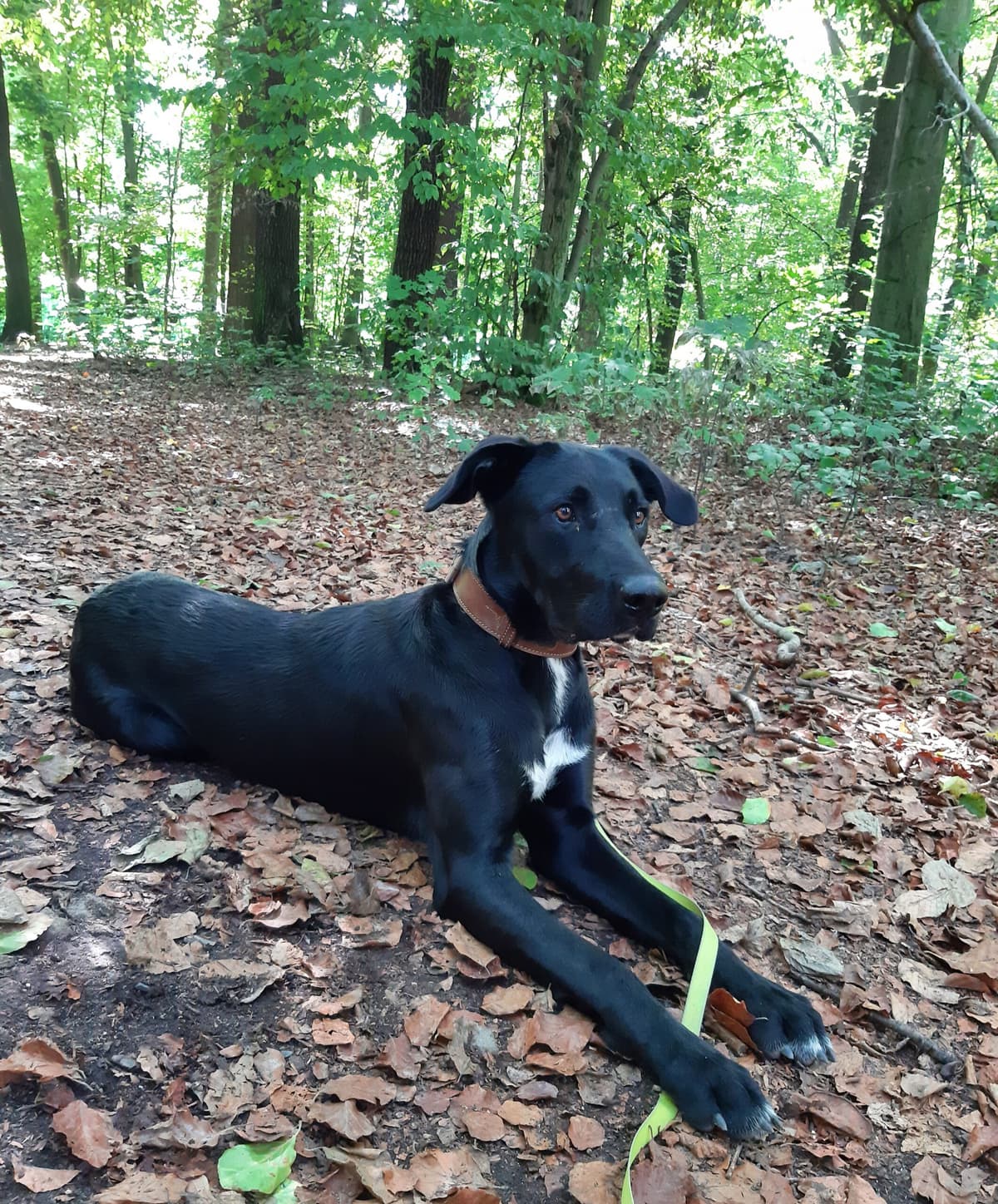 Aiko - Labrador Retriever - Bild 2