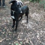 Aiko - Labrador Retriever - Bild 7
