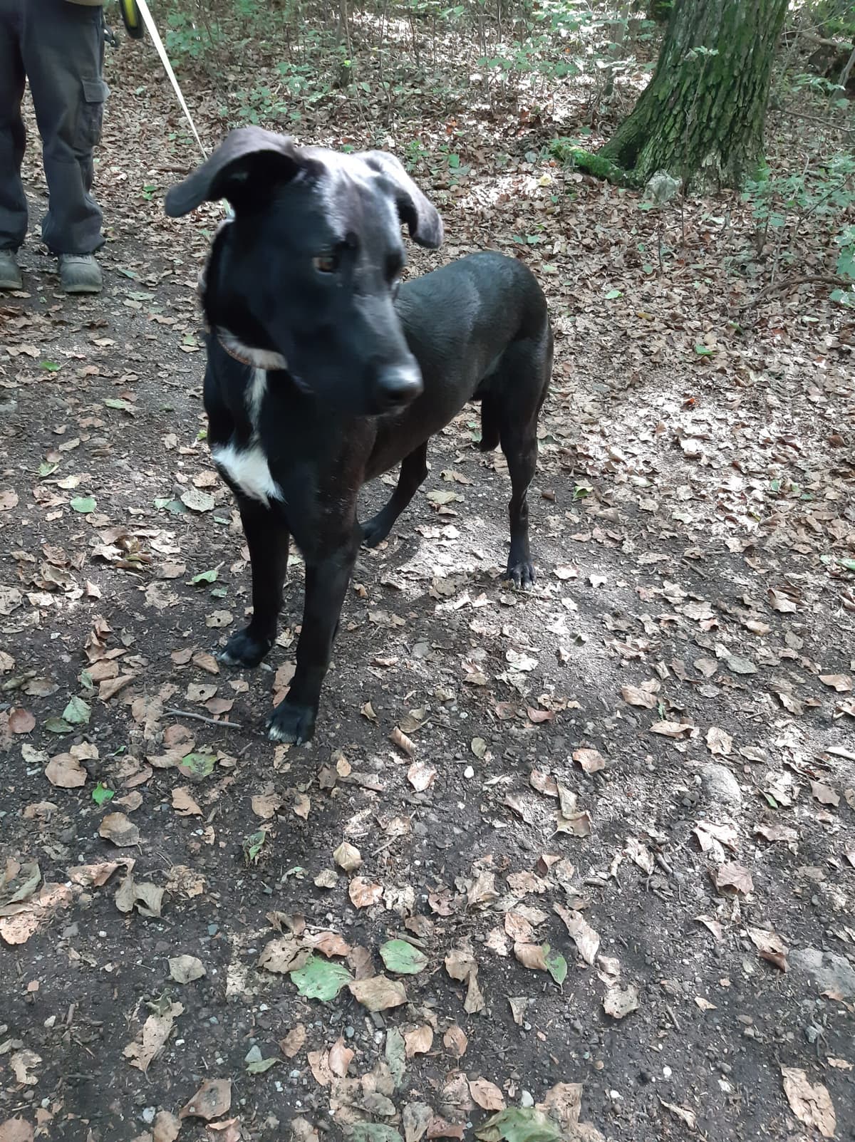 Aiko - Labrador Retriever - Bild 6