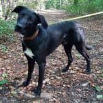 Aiko - Labrador Retriever - Bild 5