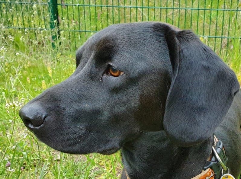 Sonny - Dackel, Labrador Retriever - Bild 8