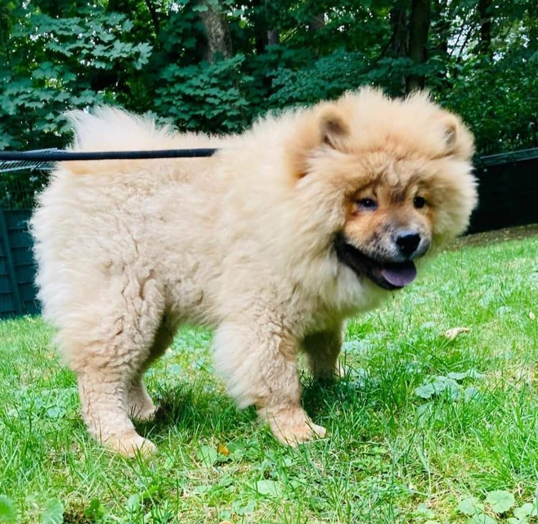 SUNNY - Chow-Chow - Bild 10