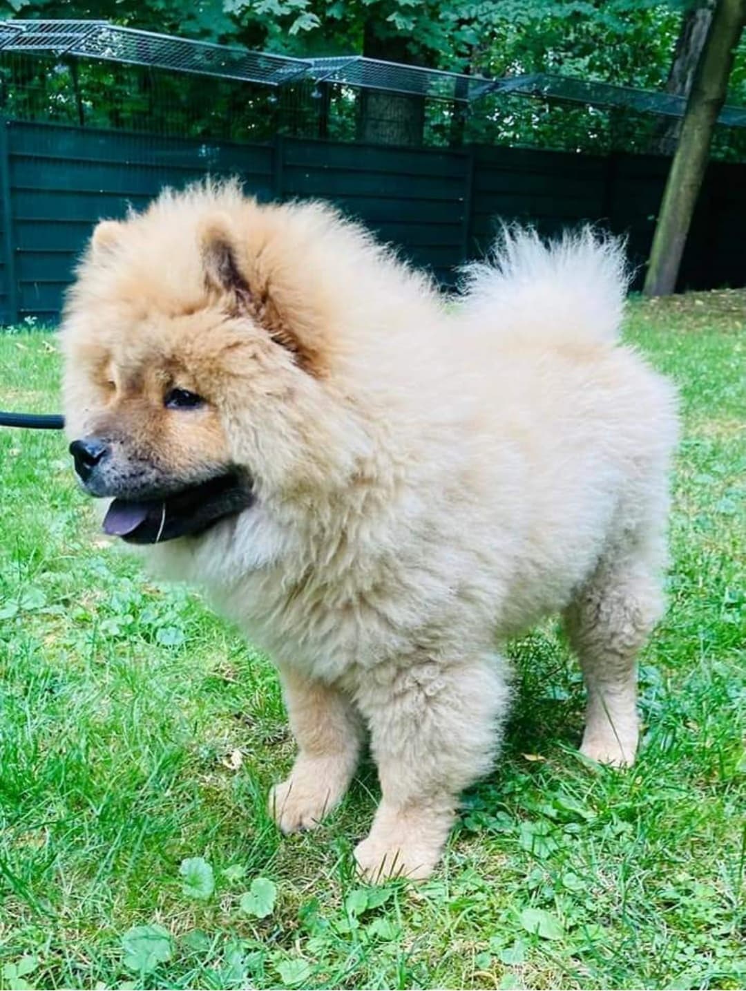 SUNNY - Chow-Chow - Bild 8