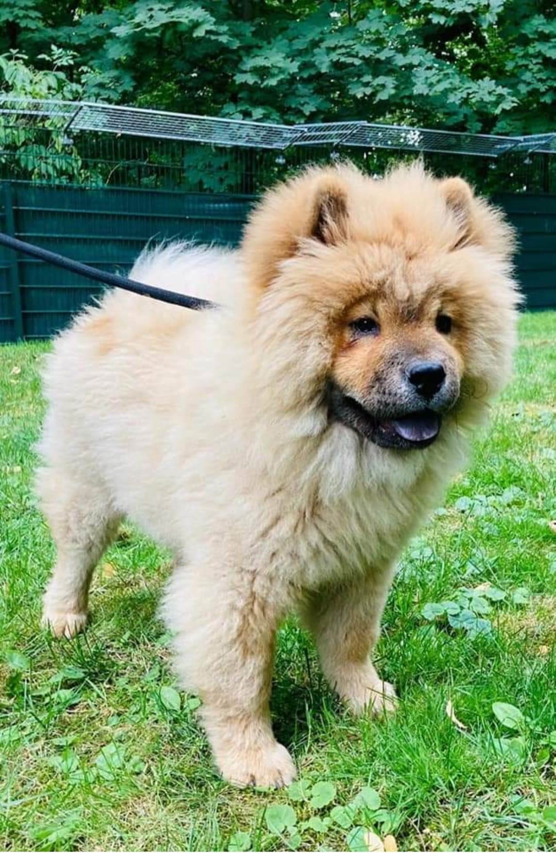 SUNNY - Chow-Chow - Bild 6