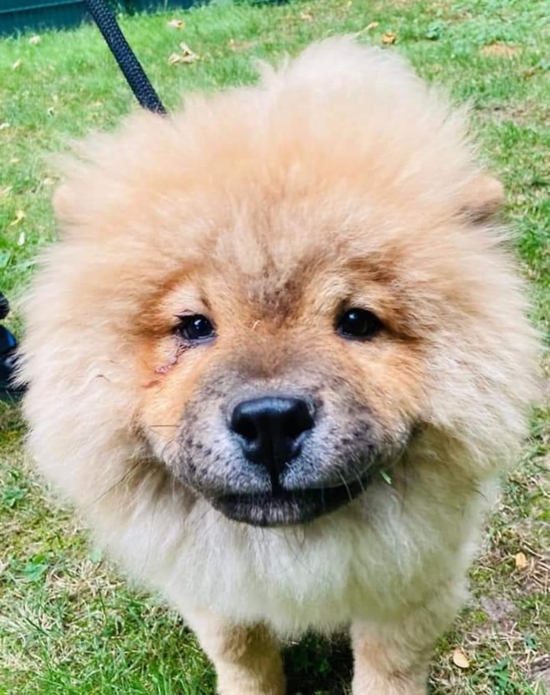 SUNNY - Chow-Chow - Bild 4