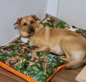 Henry - Golden Retriever - Bild 1