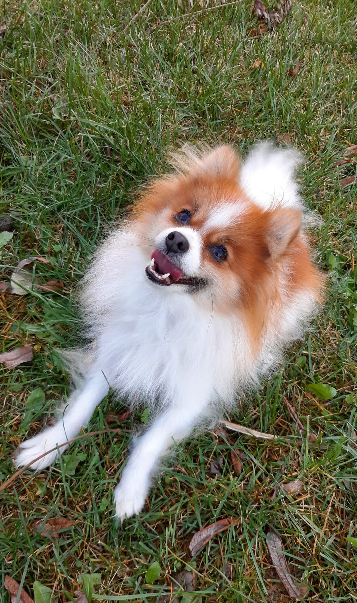 Princess -  - Bild 2