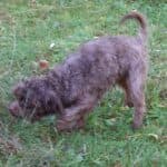 Brownie -  - Bild 9