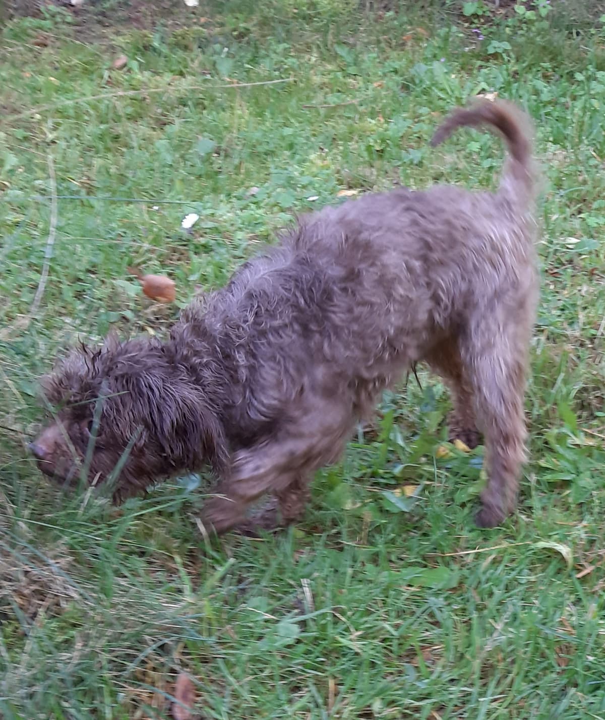 Brownie -  - Bild 8