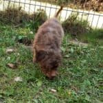Brownie -  - Bild 7