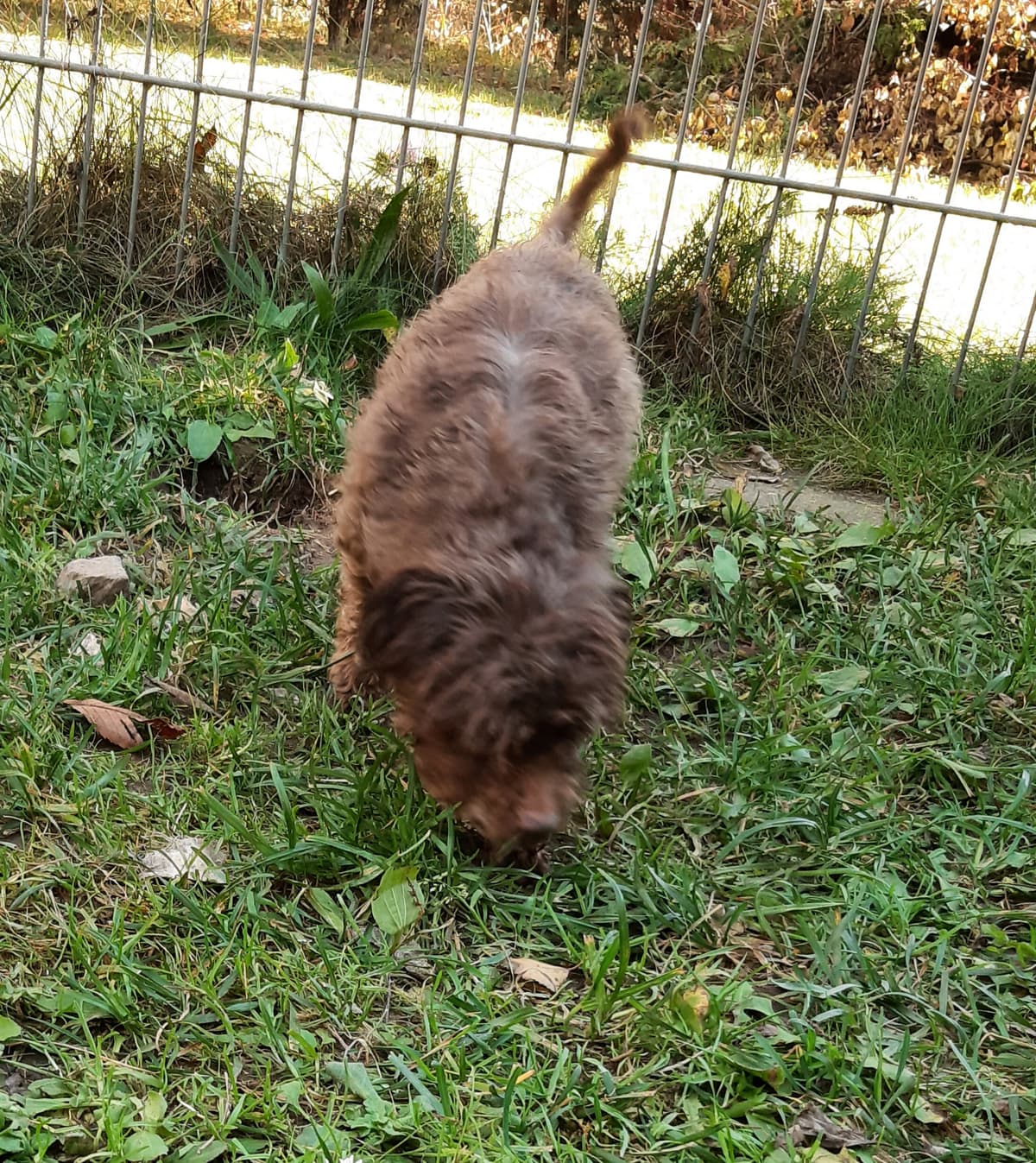 Brownie -  - Bild 6
