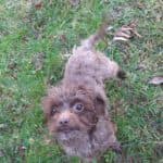 Brownie -  - Bild 3
