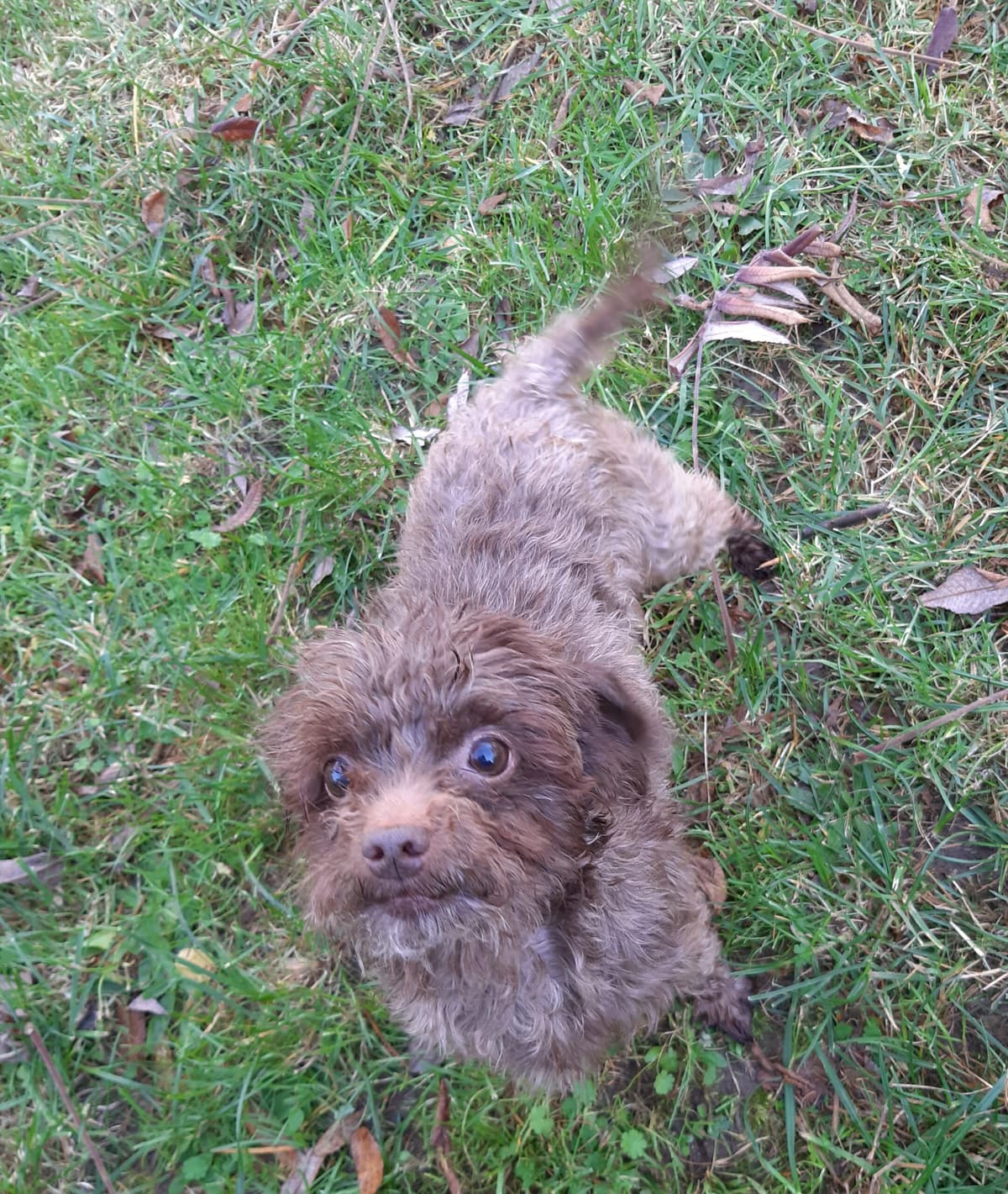 Brownie -  - Bild 2