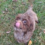 Brownie -  - Bild 5