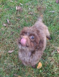 Brownie -  - Bild 1