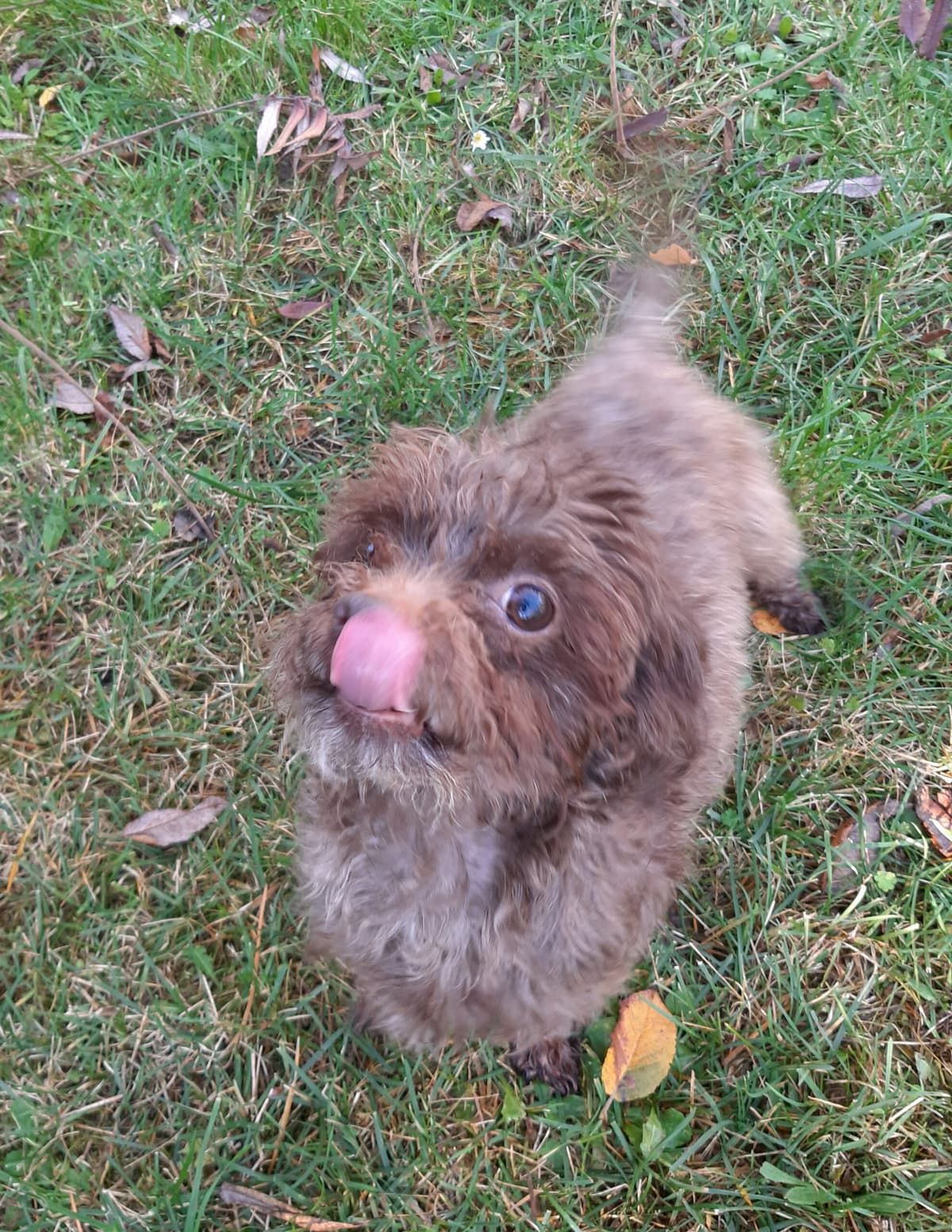 Brownie -  - Bild 4