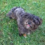Sparky -  - Bild 7