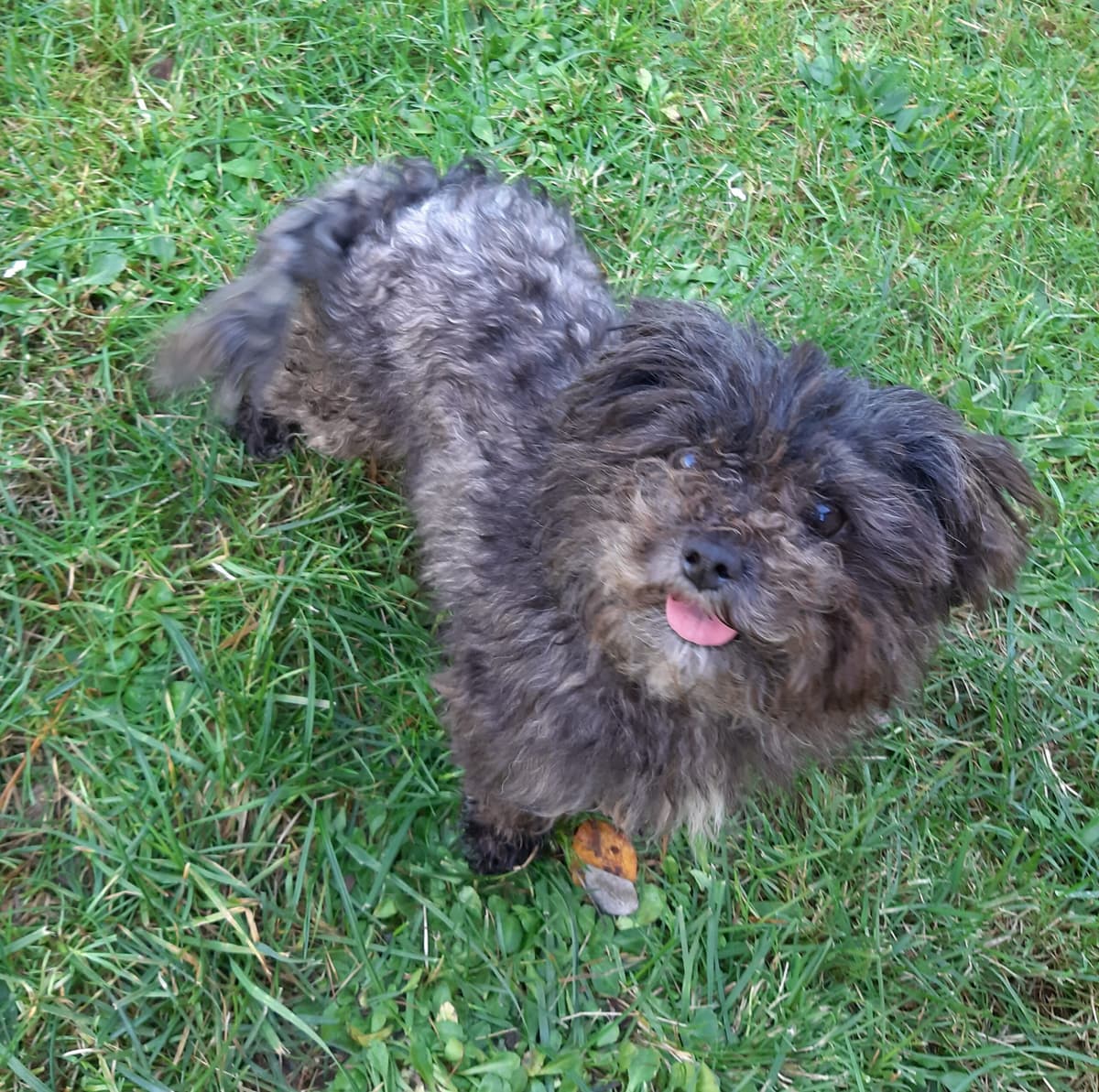 Sparky -  - Bild 6