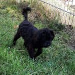Sparky -  - Bild 9