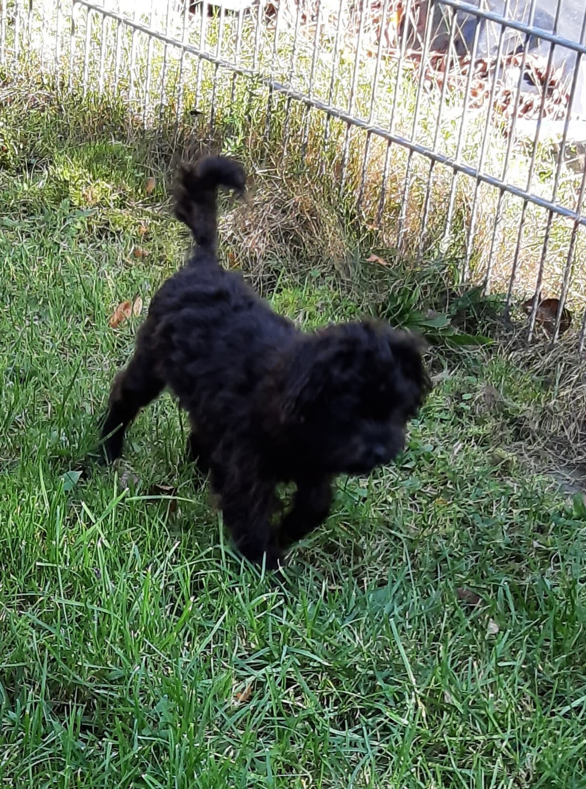 Sparky -  - Bild 8