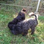 Sparky -  - Bild 3