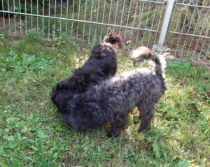 Sparky -  - Bild 1